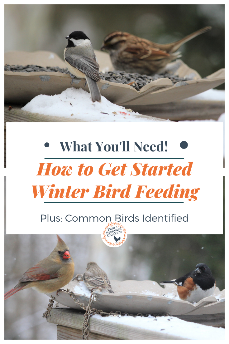 Pam's Backyard Chickens How to Get Started Winter Bird Feeding