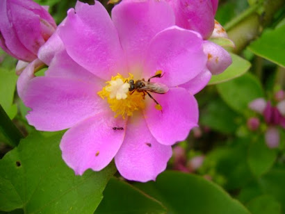 Borá collecting pollen