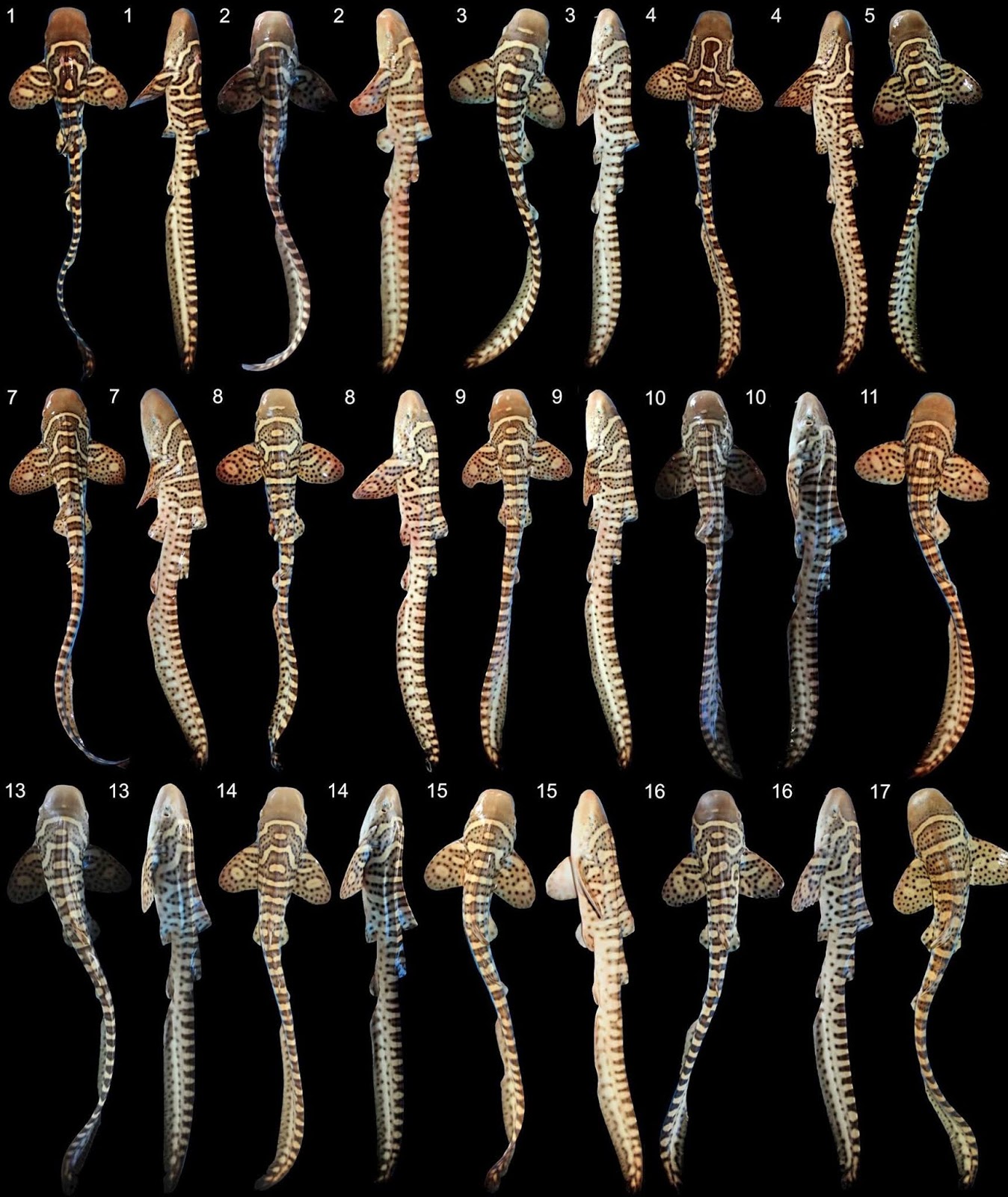 Species New To Science Ichthyology 2019 The Sandy Zebra Shark