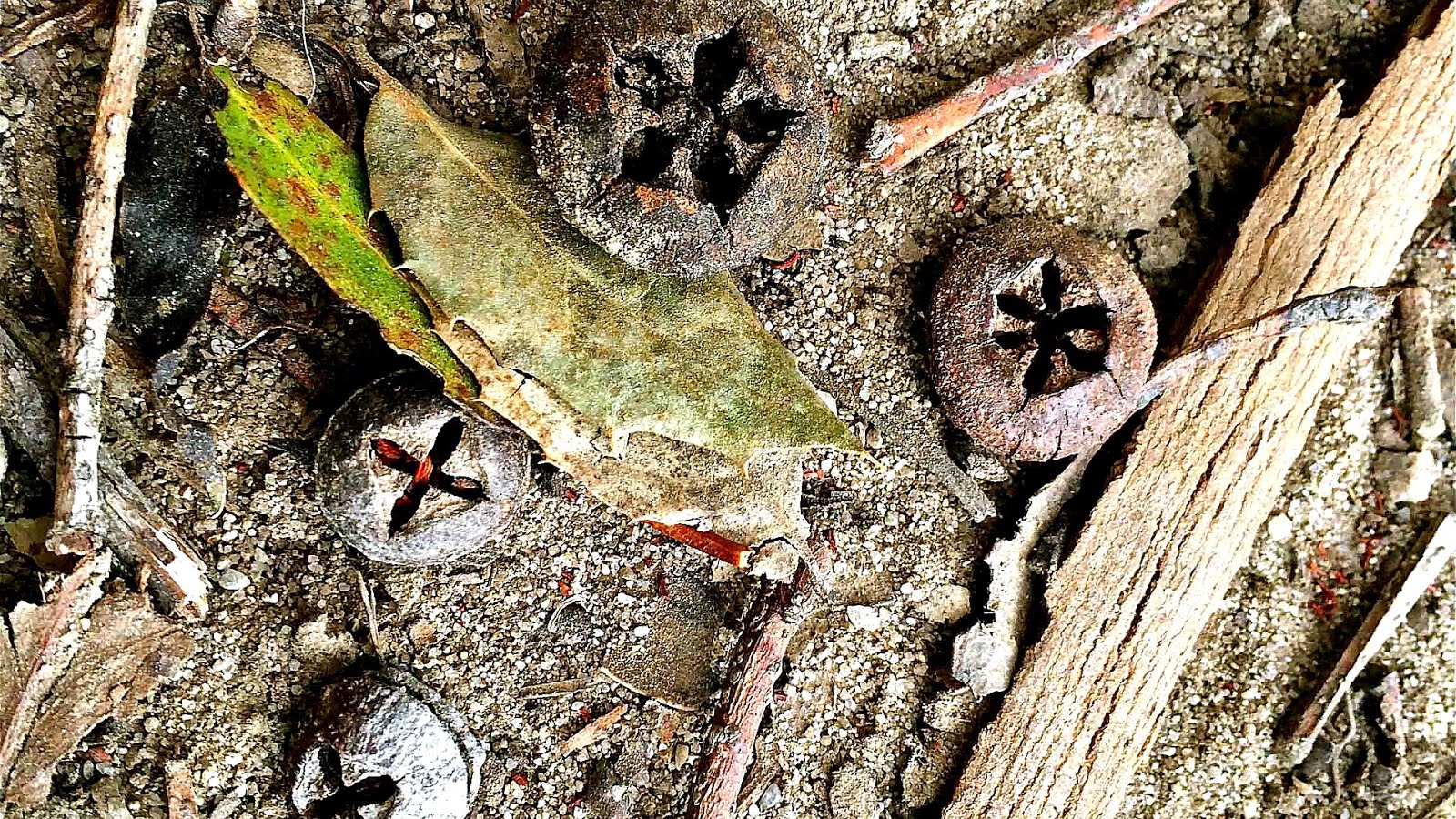 How Fast Do Eucalyptus Trees Grow Tree Choices