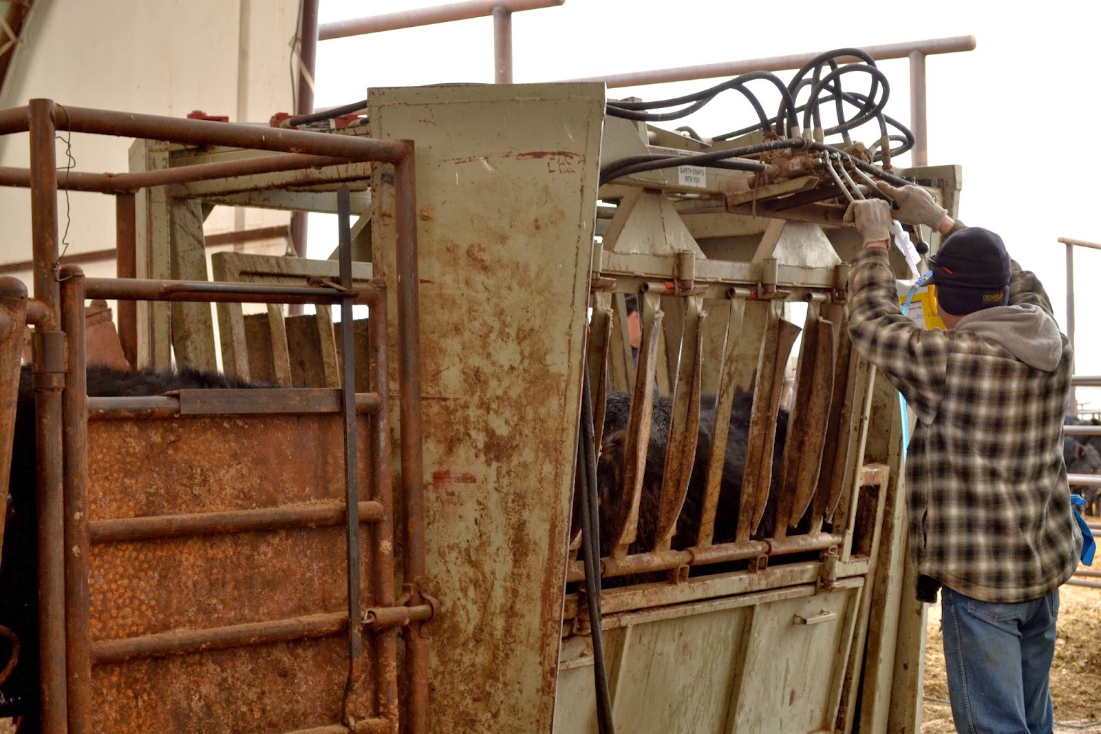 Because you only live once...: Working cows...