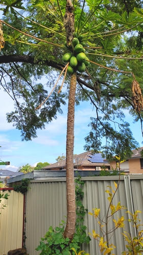 Papaya tree