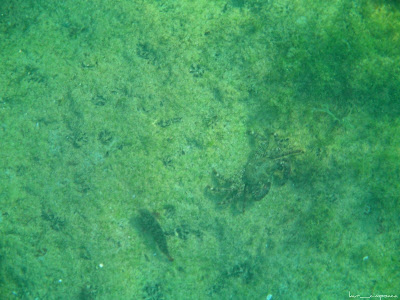 Marea Neagra Black Sea underwater images poze subacvatice CRABUL DE IARBĂ (Carcinus mediterraneus) Decapoda Portunidae