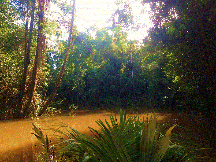 AMAZON GREEN ECOLODGE PACAYA SAMIRIA About National Reserve in Peru