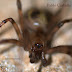 Arañas cavernícolas en Galicia