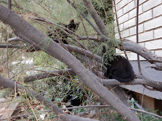 バレンシア大学(Universitat de València)の木登りする黒猫