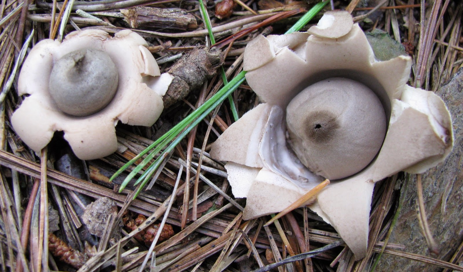 Hermit Musings December 2014