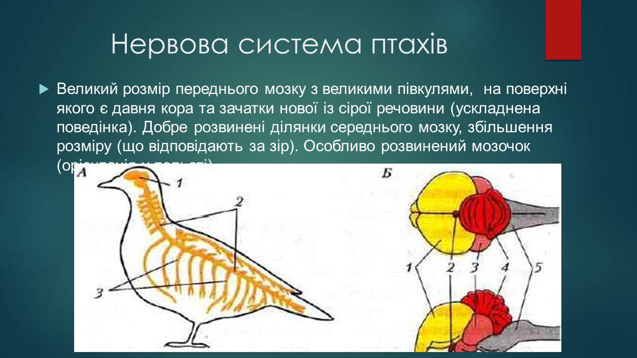 Мозг голубя. Органы нервной системы птиц. Нервная система система птиц. Нервная система голубя. Центральная нервная система птиц.