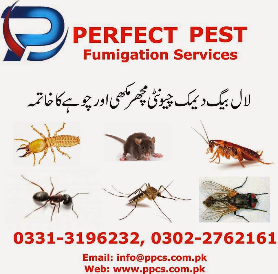 Perfect Pest Control Services | Termite Proofing Treatment | Bedbugs ...