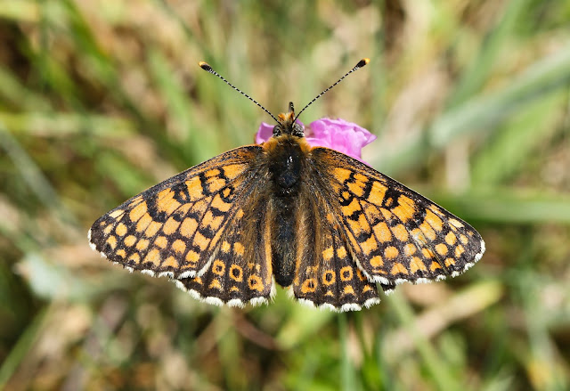 Glanville Fritillary - Isle of Wight Glanville Fritillary - Isle of Wight