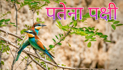 Bee Eater Bird Information In Hindi