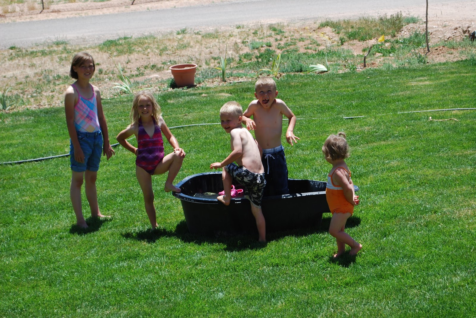 the-petersen-herd-sweet-summer