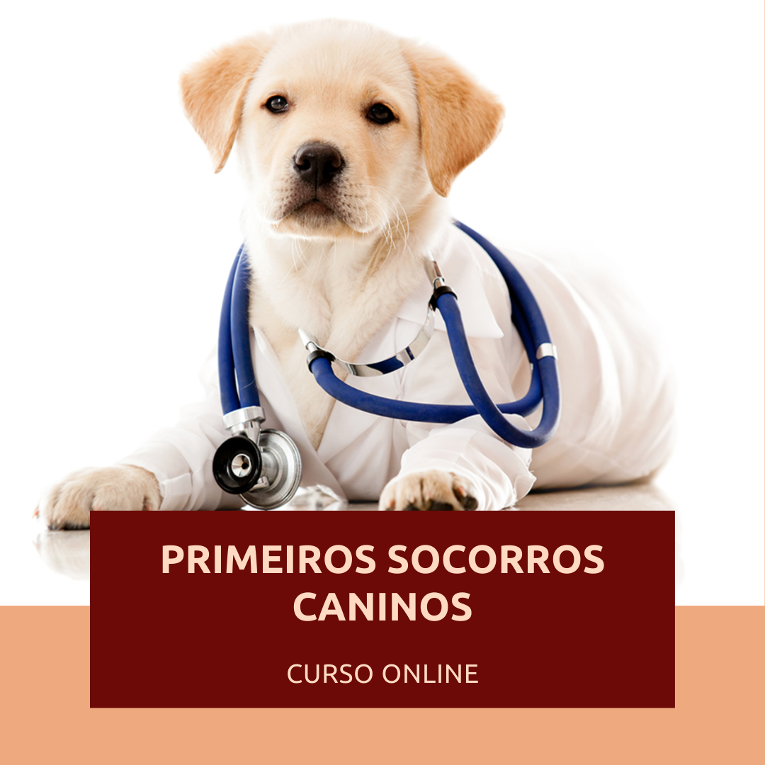 Curso de Primeiros Socorros Caninos (online)