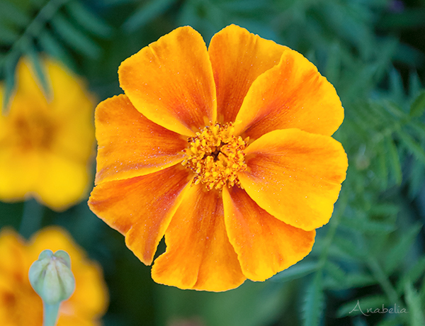 Christmas crochet snowflake motif nr 4