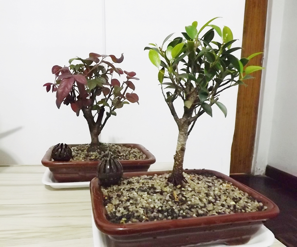 Respirando Romance... Como cuidar de um bonsai para iniciantes