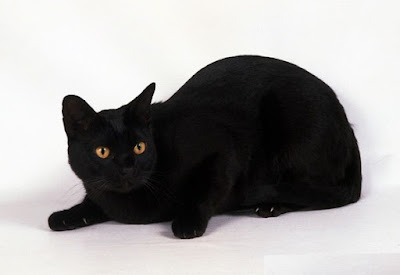 Kucing Asia Kucing Asian