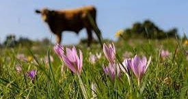 Kisah Pemuda Taat Dan Lembu Emasnya Bacaan Madani Bacaan Islami Dan Bacaan Masyarakat Madani