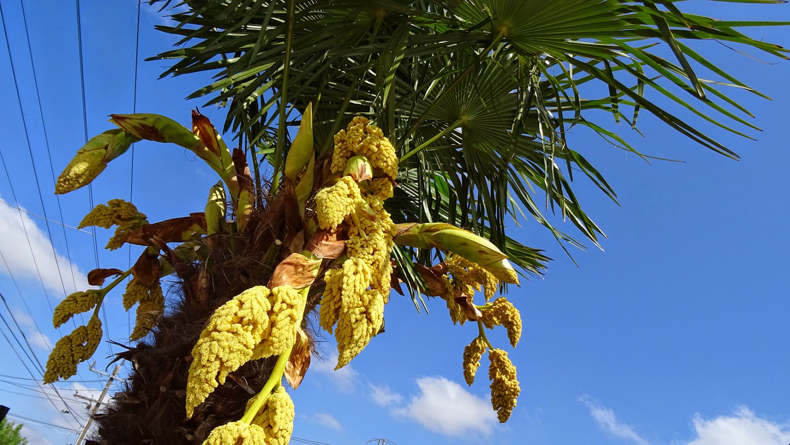 MAP MELBOURNE STREET TREES 95 WINDMILL PALM