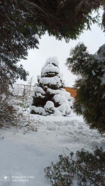 Jałowiec w kształcie stożka otulony śniegiem