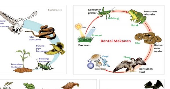 Rantai Makanan Dan Peran Makhluk Hidup Lengkap Kampung Ilmu Artikel Motivasi Motivasi Belajar Materi Pelajaran