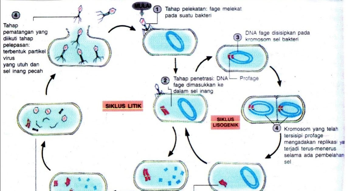Replikasi Pada Virus I Daur Litik Dan Lisogenik Biologi