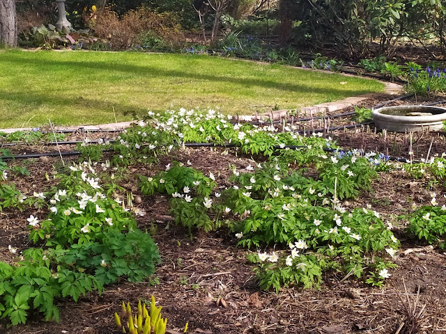 anemone nemerosa