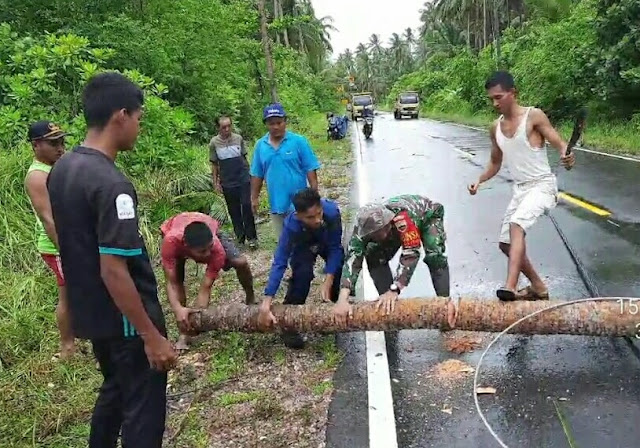 Babinsa Saprizal Membantu Evakuasi Pohon Kelapa Yang Tumbang Menimpa Kabel di Jalan Raya Babinsa Saprizal Membantu Evakuasi Pohon Kelapa Yang Tumbang Menimpa Kabel di Jalan Raya