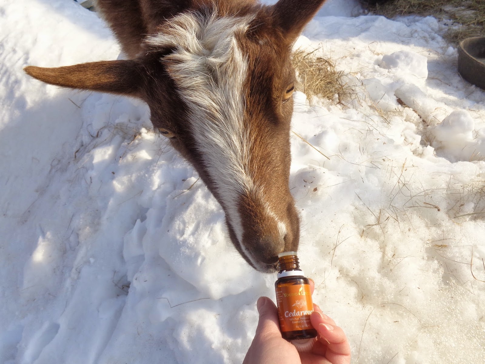 Weeping Willow Microfarm How I'm Controlling Goat Lice Naturally