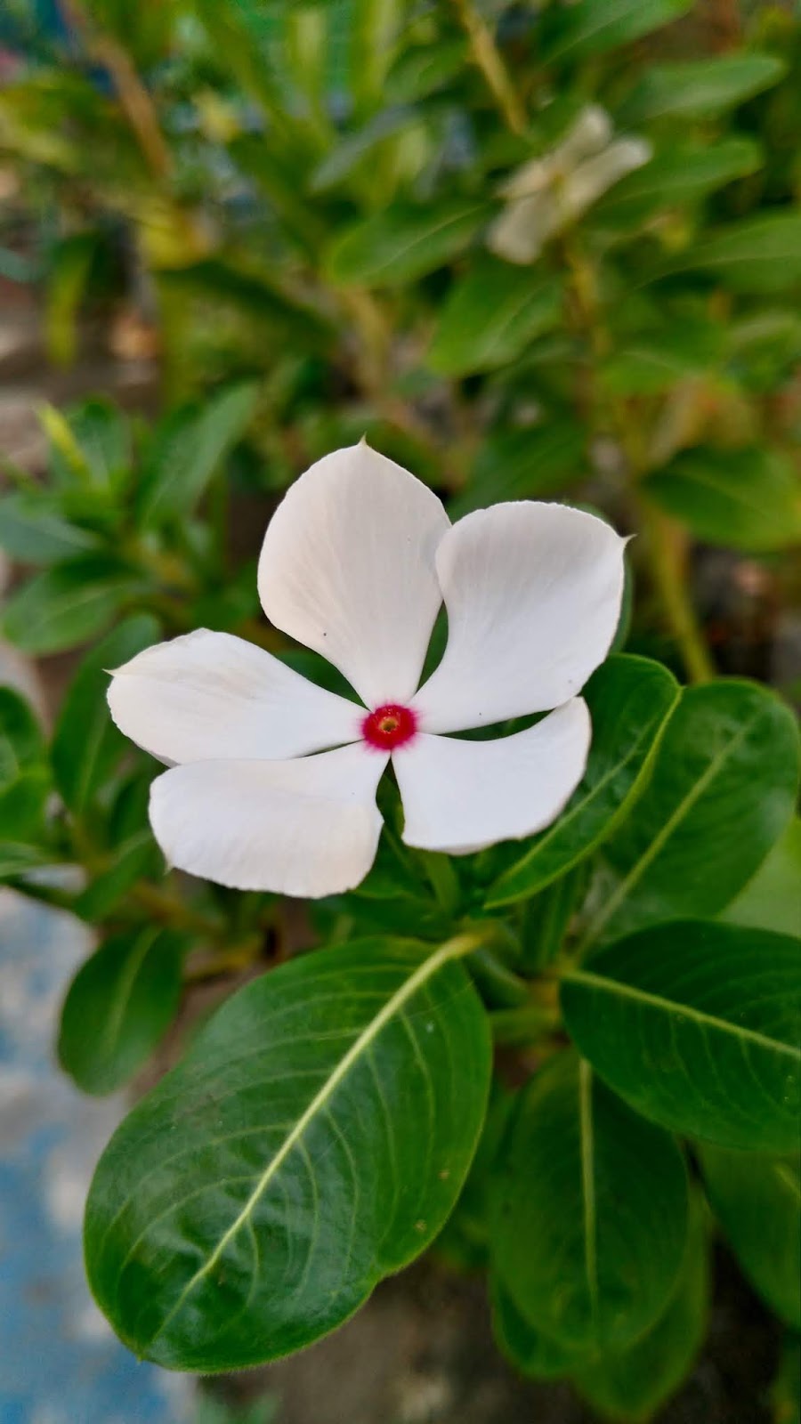 Bunga Tapak Dara Putih