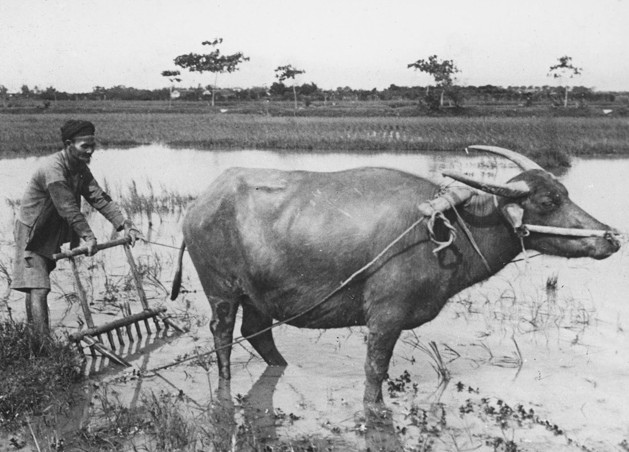 Hình ảnh con trâu ở nông thôn Việt trong tranh ảnh đầu thế kỷ 20 Hình ảnh con trâu ở nông thôn Việt trong tranh ảnh đầu thế kỷ 20