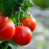 TOMATE: Colheita se intensifica, e preços caem com força no atacado