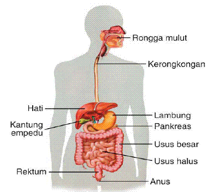 Image result for organ pencernaan manusia