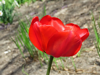 Photo of Among the Dutch- Holland 16/20 by Saakshi Kumar