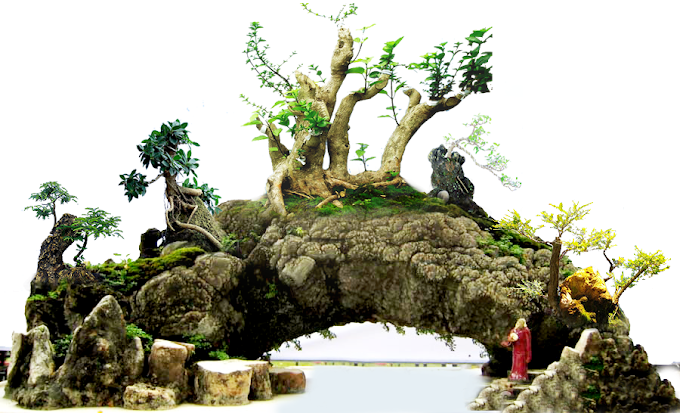 TIPS & TRICK MEMBUAT BONSAI UNTUK PEMULA