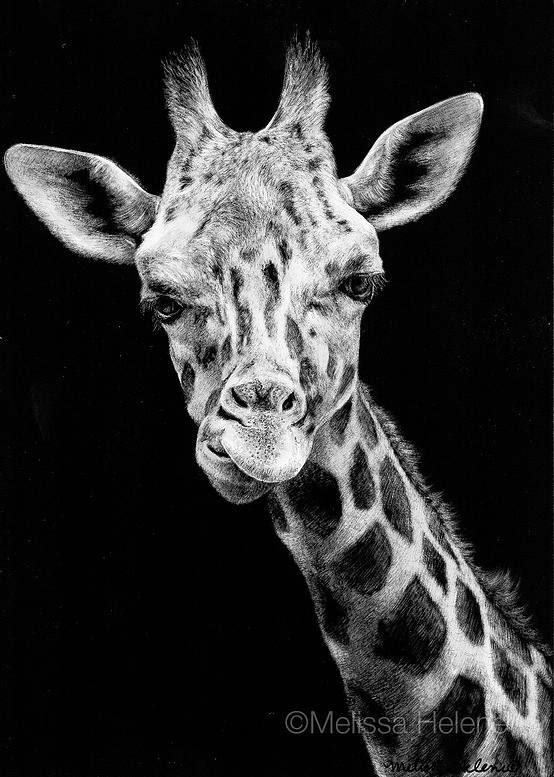 16-Giraffe-Melissa-Helene-Amazing-Expressions-in-Scratchboard-Animal-Portraits-www-designstack-co
