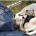 Bait Dog Dumped In Piles Of Trash, He Couldn’t Even Lift His Head