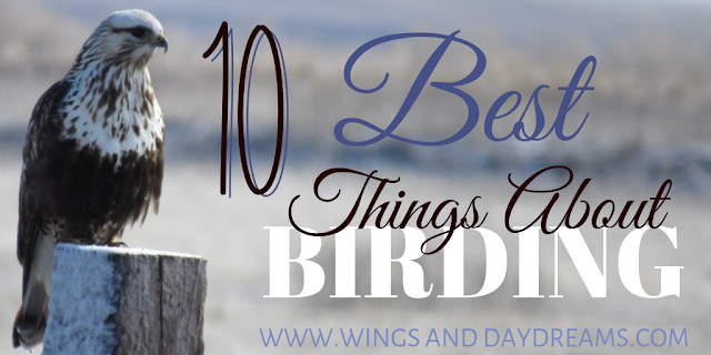 Wings and Daydreams northern California birding photography blog birders