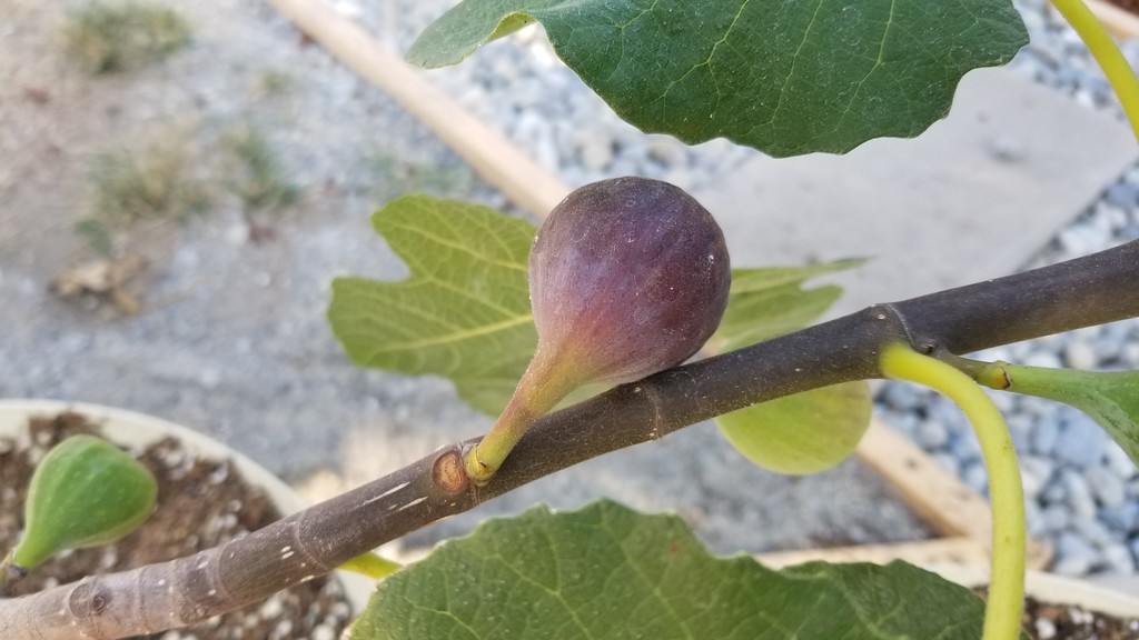 Zingarella Fig Var Tin