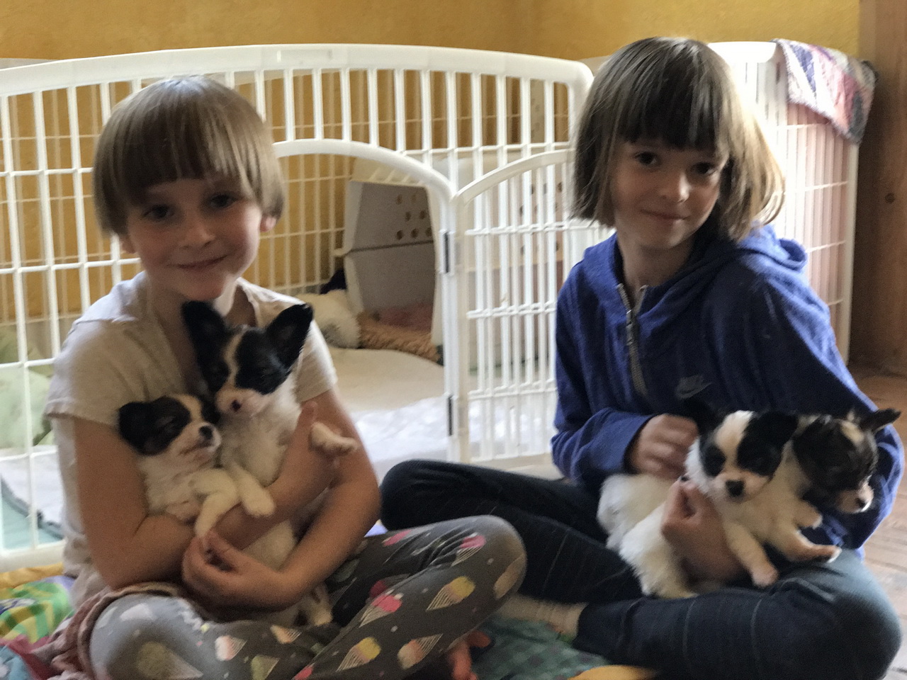 Road's End Papillons Puppies placed into their New Homes at 8 Weeks