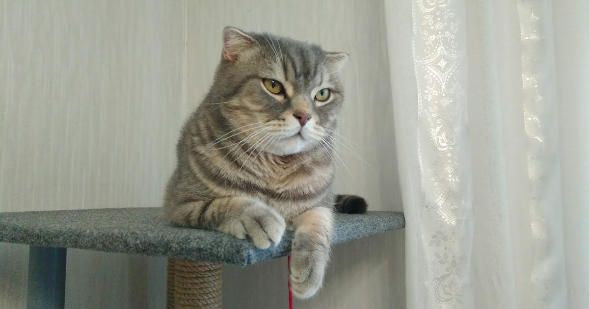 KarboFoz блог