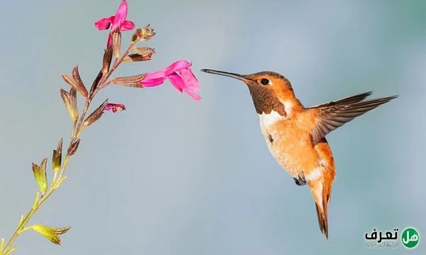 موضوع عن الطيور