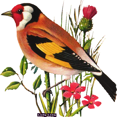 Reino Maravilhoso E Delicado Dos Gifs Passaros Lindos Deus quer lhe abencoar e guiar este dia. reino maravilhoso e delicado dos gifs