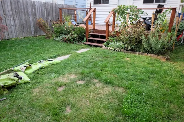 backyard grass before