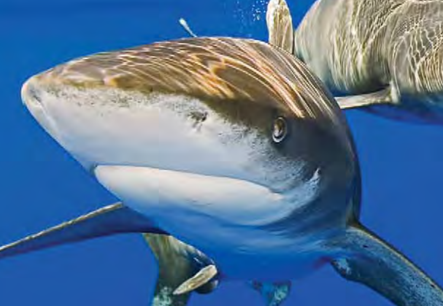 ANIMAL SANCTUARY: Shark
