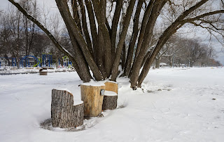 Beautiful tree on the Toronto Beach with a table and chair made from tree trunks.