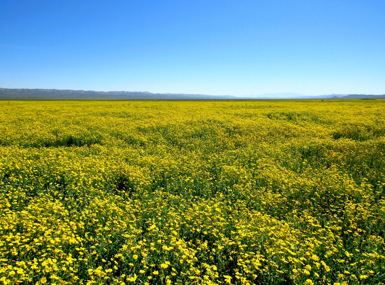 Exploring Remnants of the Great Central Valley's Grasslands & Wetlands