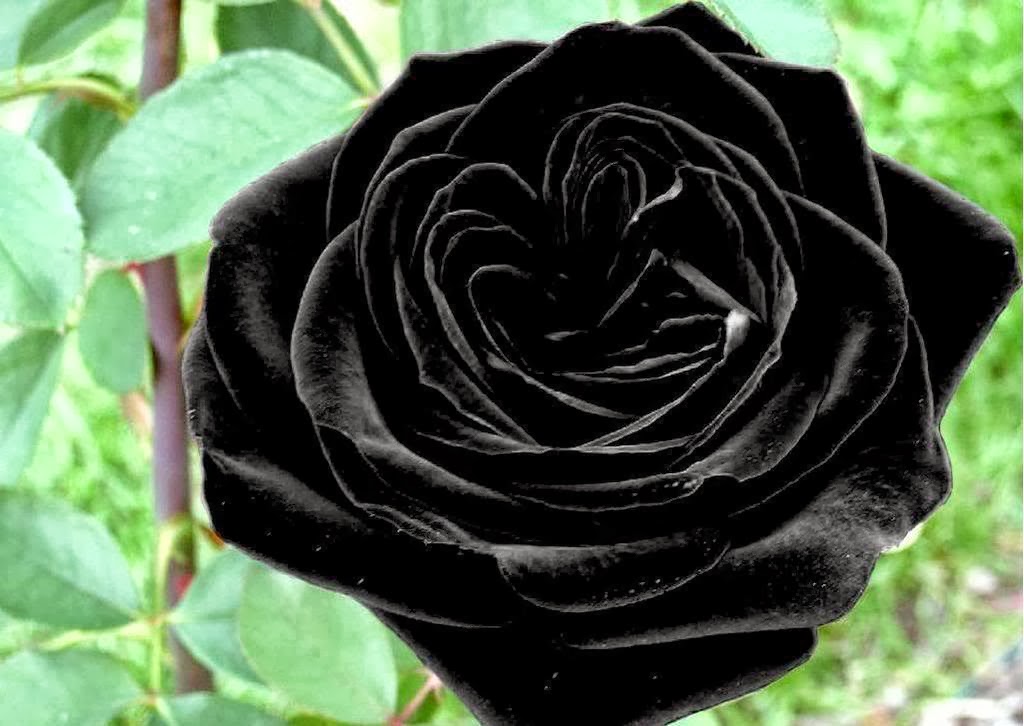 All 4u HD Wallpaper Free Download Black Rose Wallpapers Free Download