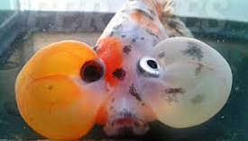 Jenis Ikan Koki Bubble Eye