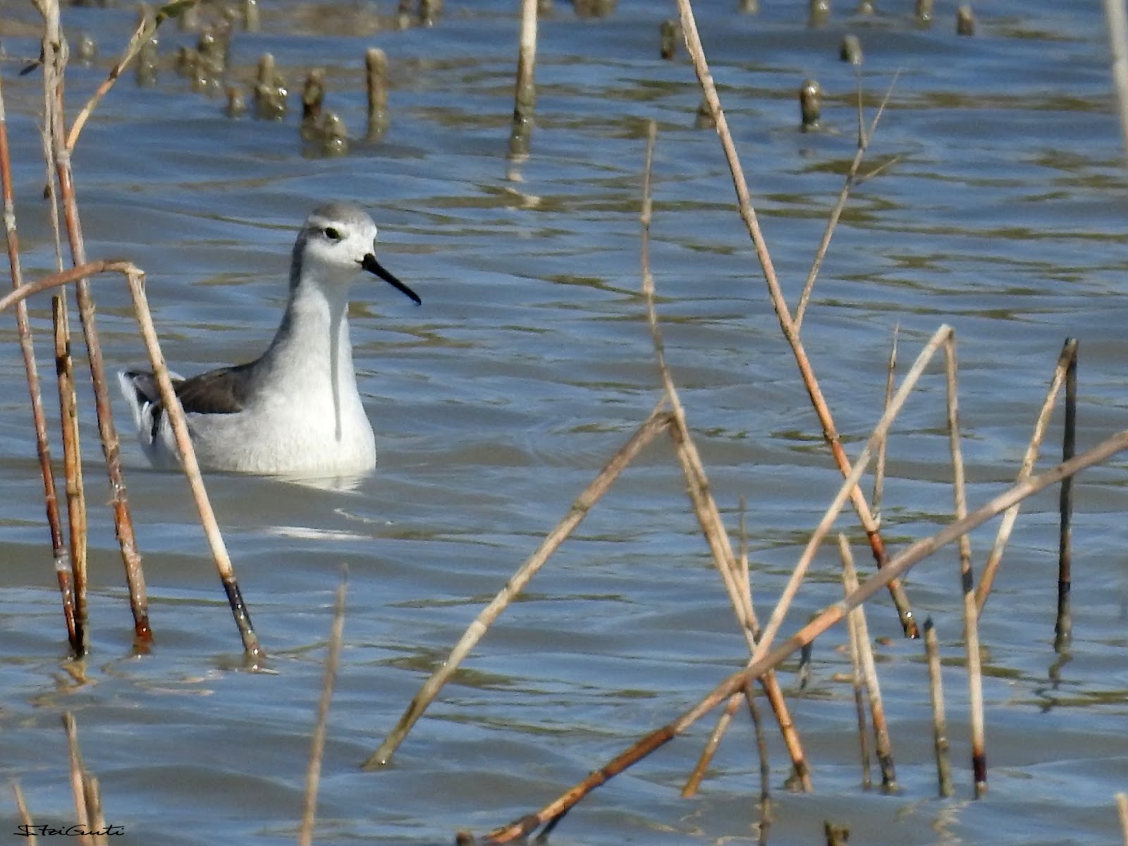 Surcando los Cielos Falaropo Tricolor Phalaropus tricolor