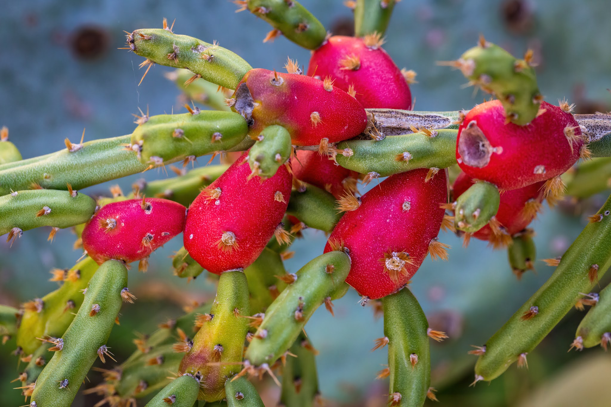 OPUNTIA LEPTOCAULIS INCHES 6 CHRISTMAS CHOLLA CACTUS CUTTINGS 6 Cactus